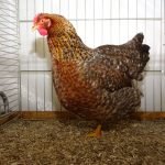 Bielefelder_Kennhuhn_01