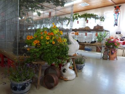 Jungtierschau am 29./30.07.2017