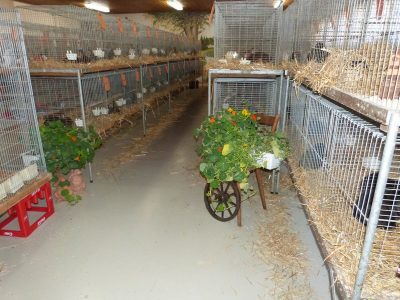 Jungtierschau am 29./30.07.2017