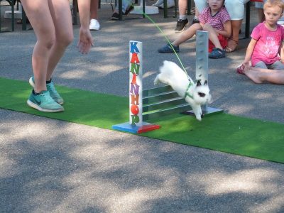 Jungtierschau am 29./30.07.2017