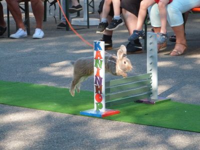 Jungtierschau am 29./30.07.2017