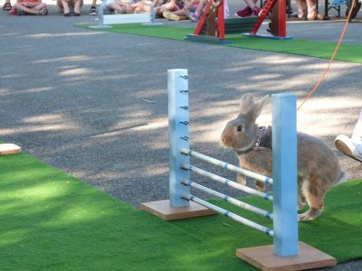 Jungtierschau am 29./30.07.2017
