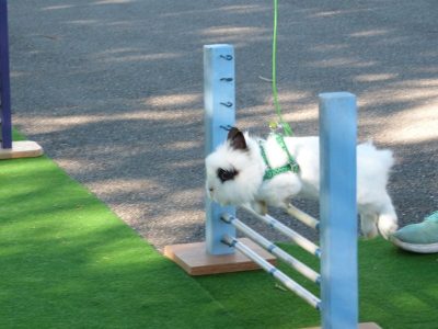 Jungtierschau am 29./30.07.2017