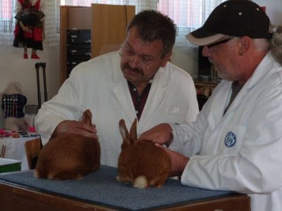 Jungtierschau am 29./30.07.2017