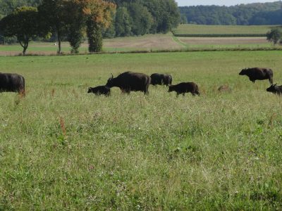 Ausflug am 08.09.2018 (Alb-Büffel/Sigmaringen/Kampus Galli/Zwiefalten)