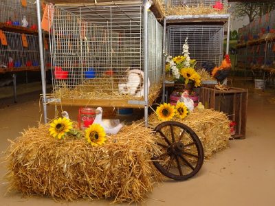 Jungtierschau am 20./21.07.2019