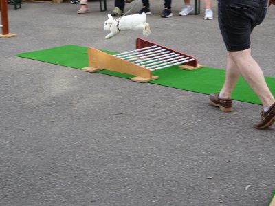 Jungtierschau am 20./21.07.2019