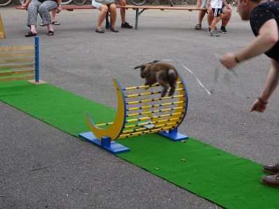 Jungtierschau am 20./21.07.2019