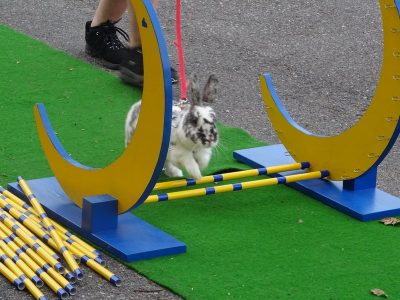 Jungtierschau am 20./21.07.2019