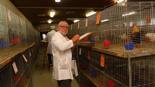 Jungtierschau am 17./18.7.2021