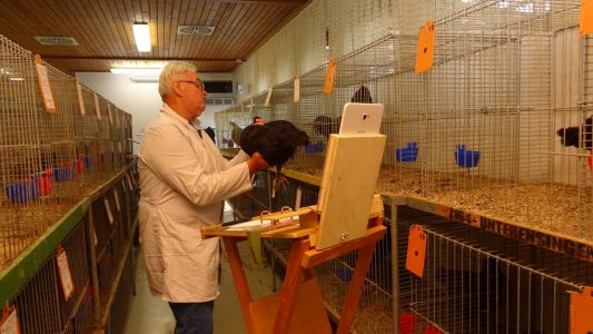 Jungtierschau am 17./18.7.2021