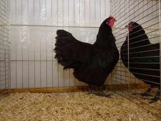 Australorps_schwarz_01