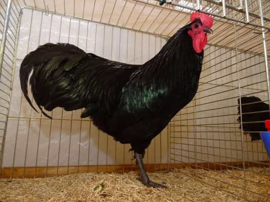 Australorps_schwarz_10