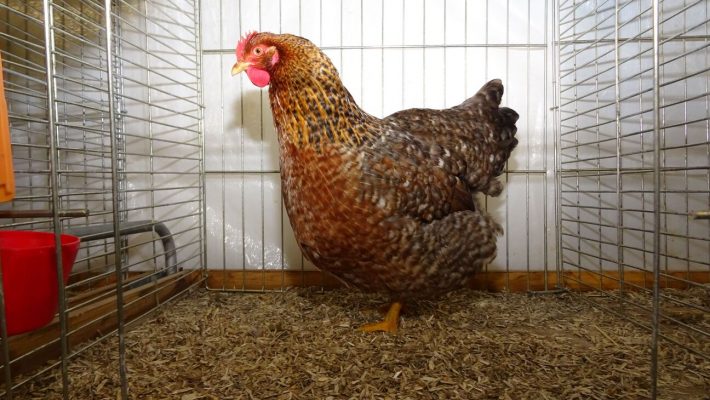 Bielefelder_Kennhuhn_01