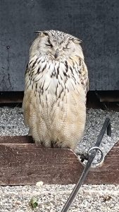 Tripsdrill 26./27.7.2025