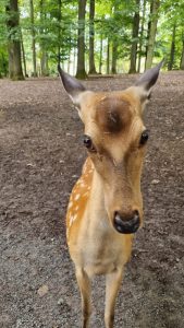 Tripsdrill 26./27.7.2025