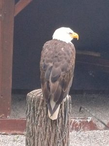 Tripsdrill 26./27.7.2025