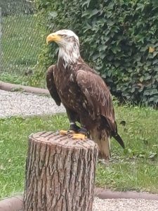 Tripsdrill 26./27.7.2025