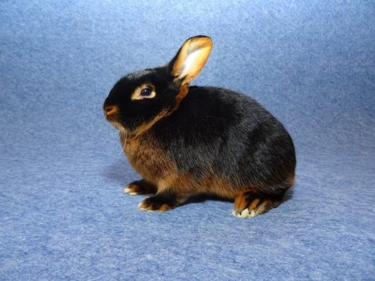 Lohkaninchen_schwarz