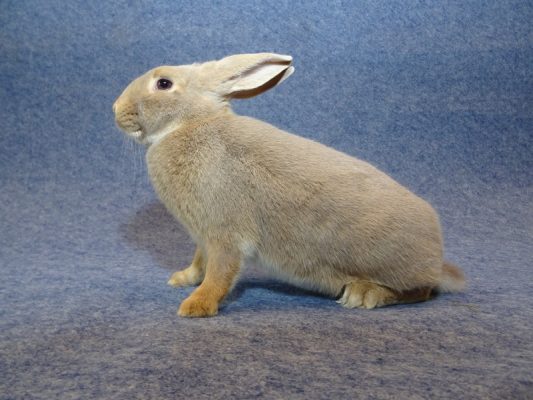 Luxkaninchen