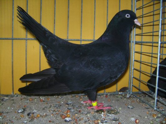Orientalische Roller