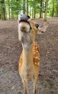 Tripsdrill 26./27.7.2025